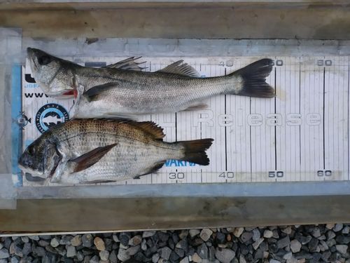 京浜運河（川崎）