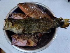 タケノコメバルの釣果