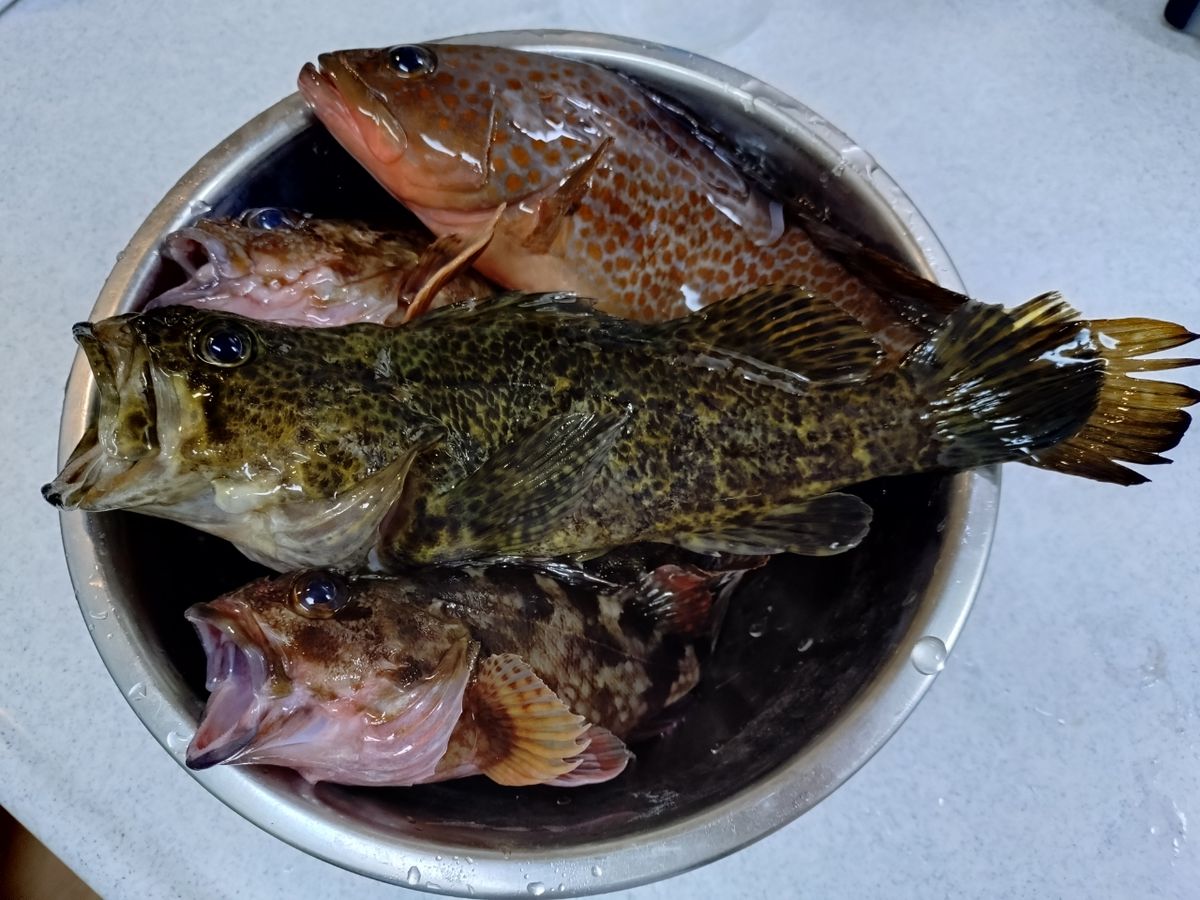 ゆー987さんの釣果 1枚目の画像