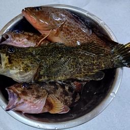 タケノコメバル