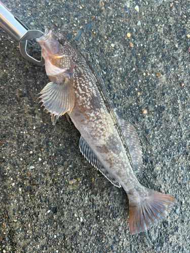 アイナメの釣果