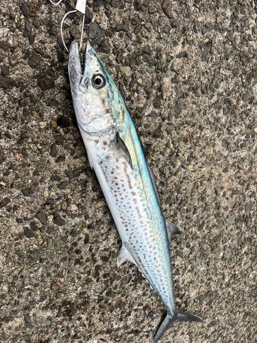 サゴシの釣果