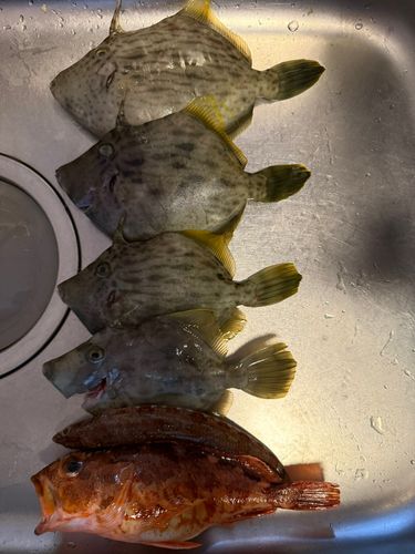 カワハギの釣果