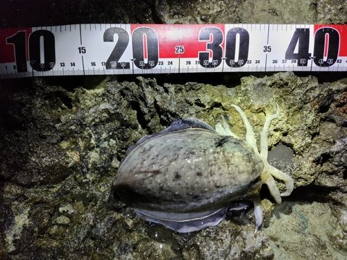 スミイカの釣果