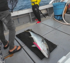 ヒラマサの釣果