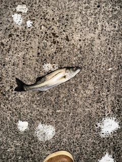 セイゴ（マルスズキ）の釣果