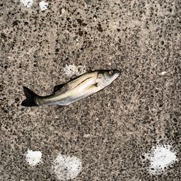 セイゴ（マルスズキ）