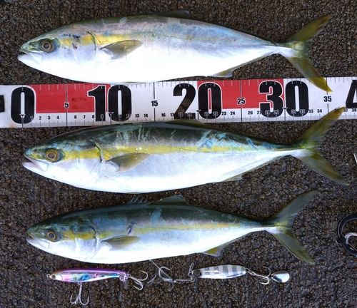 フクラギの釣果