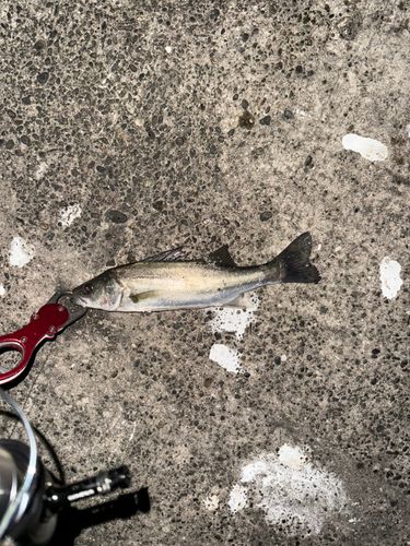セイゴ（マルスズキ）の釣果