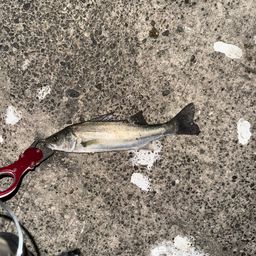 セイゴ（マルスズキ）