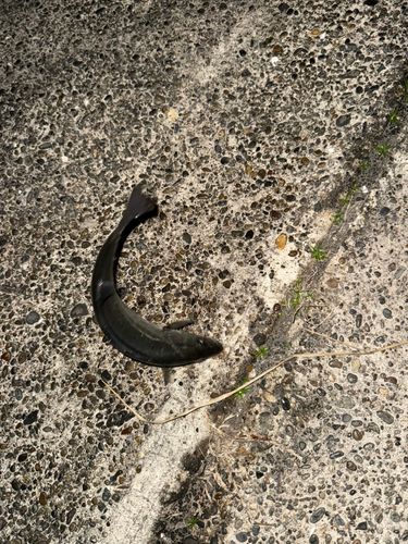 セイゴ（マルスズキ）の釣果