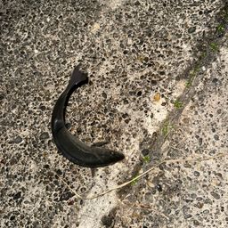 セイゴ（マルスズキ）