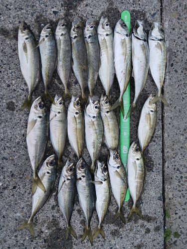 アジの釣果
