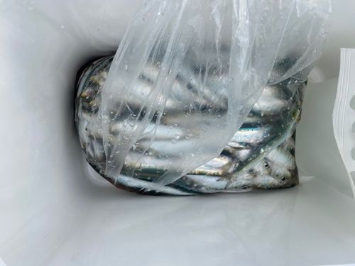 小名浜港市場前