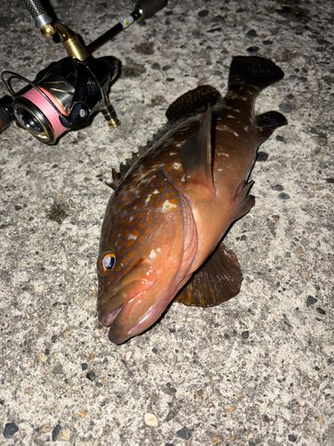 キジハタの釣果