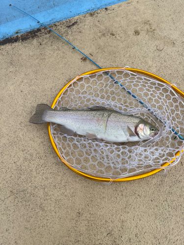 ニジマスの釣果