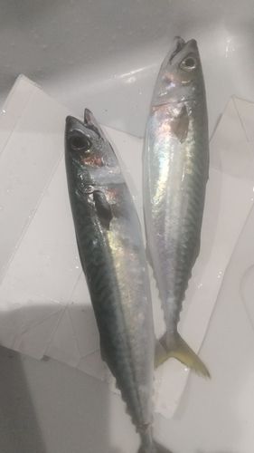 サバの釣果