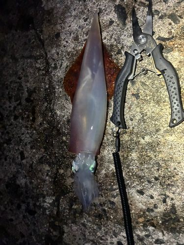 ヤリイカの釣果