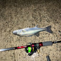 セイゴ（マルスズキ）