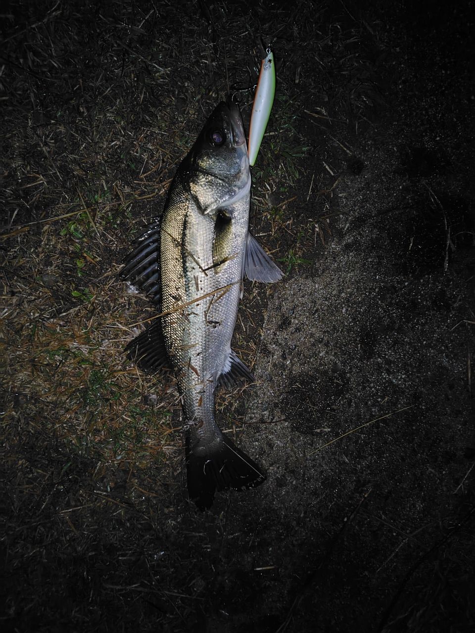 セイゴ（マルスズキ）