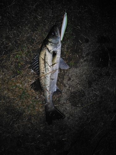 セイゴ（マルスズキ）の釣果