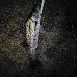 セイゴ（マルスズキ）