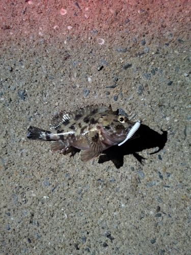 船越湾（福岡）