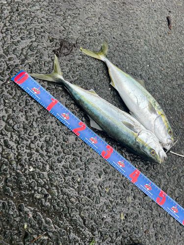 ワカシの釣果