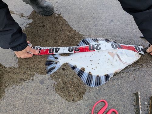 カワガレイの釣果