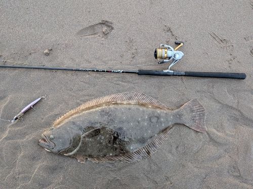 ヒラメの釣果