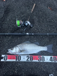 ヒラスズキの釣果