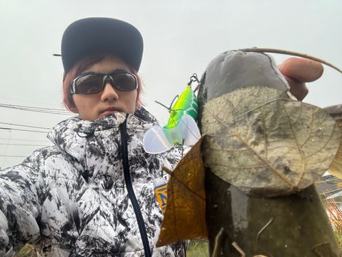 マナマズの釣果