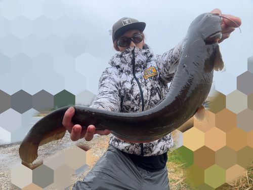 マナマズの釣果