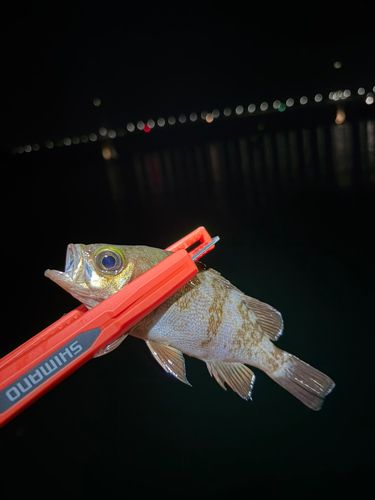 メバルの釣果