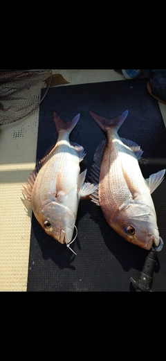 マダイの釣果