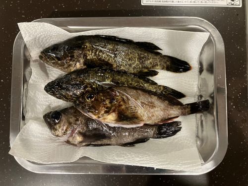 タケノコメバルの釣果