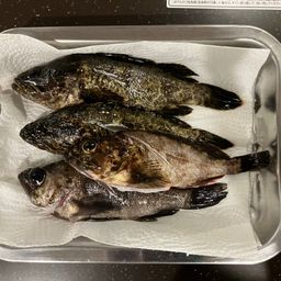 タケノコメバル