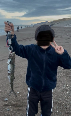 サゴシの釣果