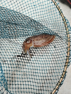 コウイカの釣果