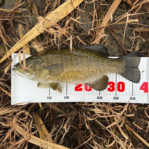 スモールマウスバスの釣果