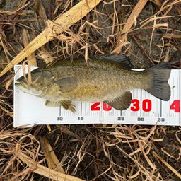 スモールマウスバス