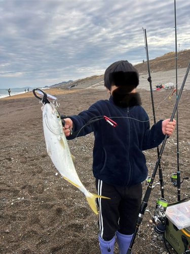ワカシの釣果