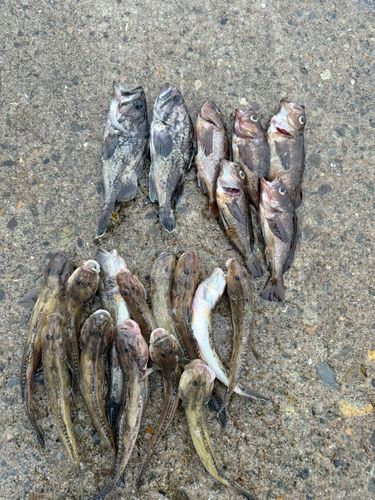 アオソイの釣果