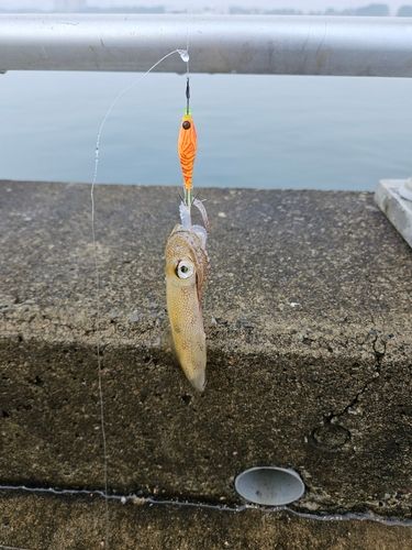 ヒイカの釣果