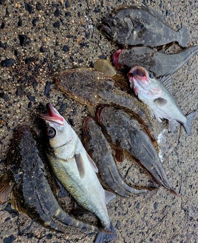 シーバスの釣果