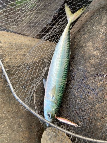 サバの釣果