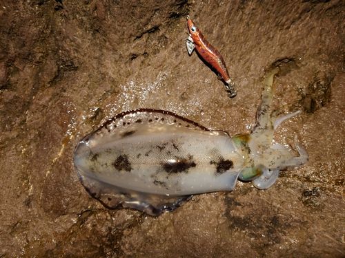 アオリイカの釣果