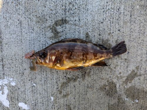 アカメバルの釣果