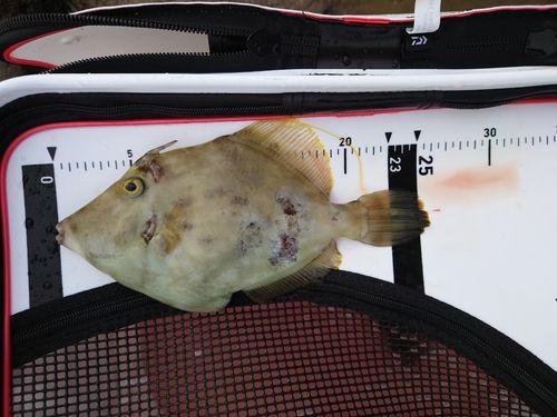 カワハギの釣果