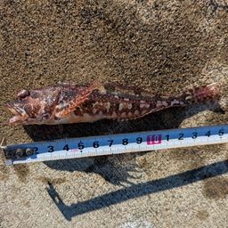 アサヒアナハゼ